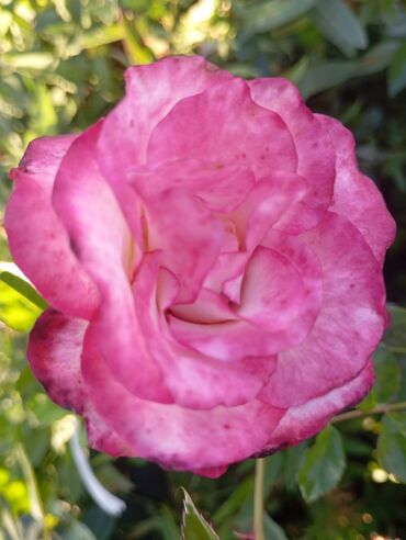 Şitillər: Məhsul: Gül kolları (qızılgül) Təsvir: - Şəkillərdə müxtəlif rəng və — 4