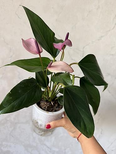пальмовое: Комнатные растения в декоративных кашпо 1) Саговник (Cycas revoluta) — 6