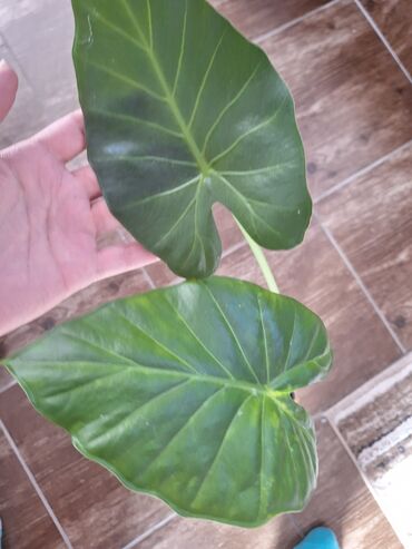 Houseplants: Eva biljka jako lepih ovalnih listova.Zainteresovani pisite