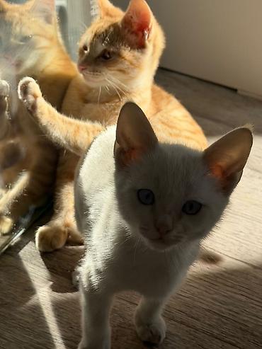 белые вислоухие котята: Котята ищут себе хозяев. Оба мальчика. очень игривые, умеют ходить в — 4
