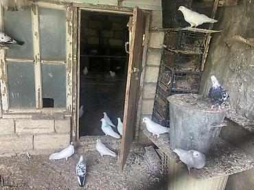 goyercinle: Ağ və qarışıq rəngli ev göyərçinləri – dam və həyət üçün - Növ: ev — 4