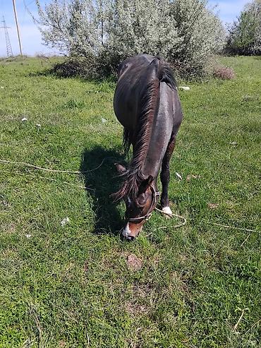 Лошади, кони: Продаю | Кобыла (самка) | Рабочий — 2