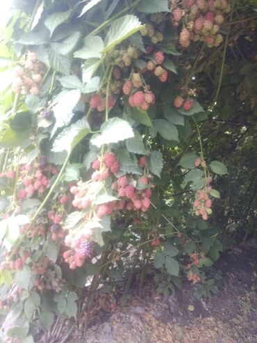 Фрукты и ягоды: Саженцы Ежемалины!!! " Сорт ТорнФри " Без шипов и колючек .Этот сорт — 9