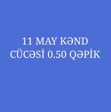 toyuq cücəsi: Toyuq cücələri, Damazlıq
