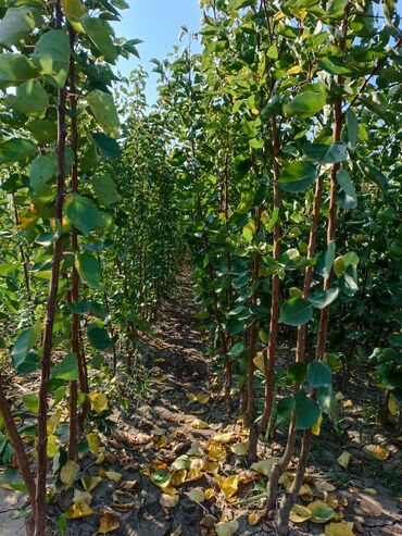 Tinglər: Her sor tinglermiz movcuddur yerli və xarici sortlar var sortlara — 5