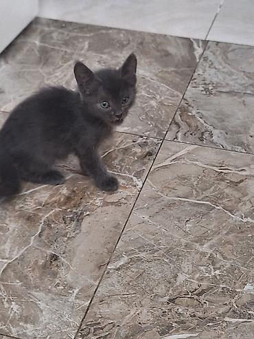 pitomnik temir: ОТДАМ ДАРОМ В ХОРОШИЕ РУКИ!!!!!Котята, домашние. На фото два малыша: - — 2