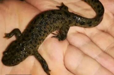 Аквариумы: Мы находимся а Беловодске! Аквариумные рыбки! черепахи тритоны !!!! — 7