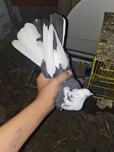 Göyərçinlər: Müxtəlif rənglərdə iki göyərçin təklif olunur. Biri gənc, qəhvəyi, boz — 15