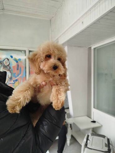 Psi: Patuljasta pudla štenci Štenci patuljaste pudle stari 4 meseca na — 13