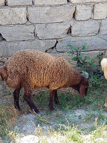 Mal-qara: Qoyun – yerli cins, tünd-qəhvəyi yunlu - Növ: qoyun (qəhvəyi yunlu — 2