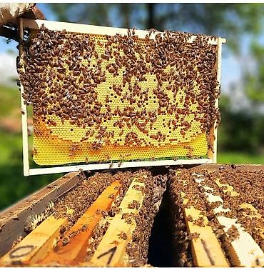böyürtkən və moruq: 🍯 100% TƏBİİ OĞUZ BALI SİZİ GÖZLƏYİR! Süni qatqılardan uzaq, təmiz və — 3