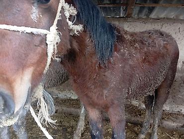 Лошади, кони: Продаю | Жеребец | Для разведения — 2