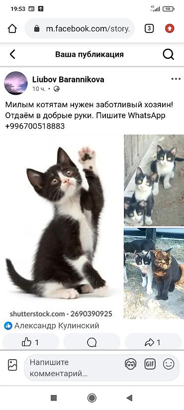 Котята и кошка — чёрно-белые «смокинги» и полностью чёрная кошка