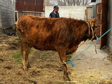 Коровы, быки: Продаю | Корова (самка) | Для молока | Привязанные — 8