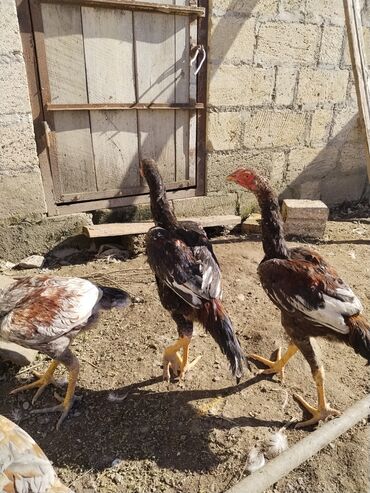 Xoruzlar: Xoruz, il: <1 — 9