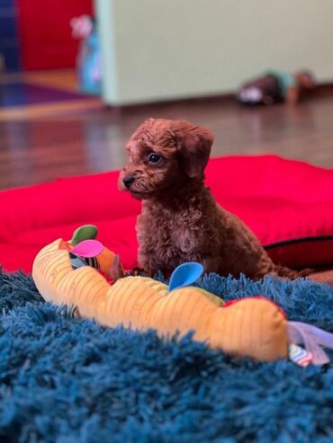 Psi: Nasa odgajivacnica se nalazi u Indjiji i bavimo se uzgojom pasa 15 — 5