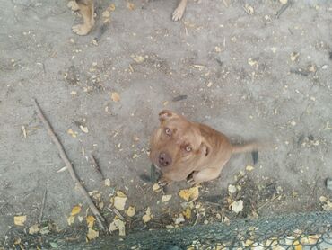 сколько стоит шпиц в сомах: Питбуль, 6 айлык, Ургаачы, Эмделген