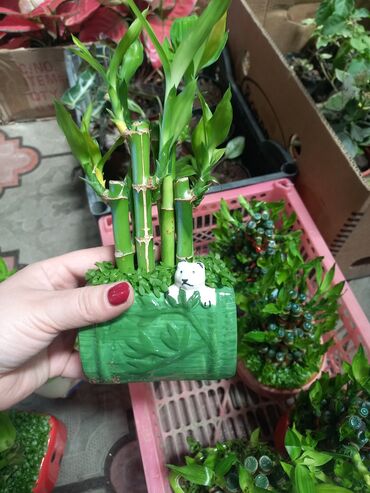 орхидеи в горшке купить с доставкой: Бамбук в горшках керамических 1200