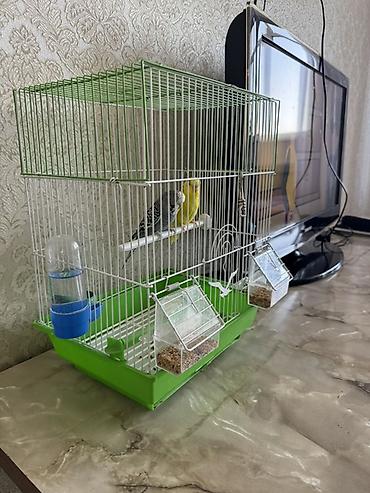 🐦 Продаются попугаи с клеткой! 🐦 Продаю двух красивых волнистых