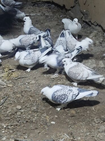 Göyərçinlər: Salam.diqqətlə oxu sonra yaz.hübkariler biri 20 və 30 azn.şişmanlar — 2