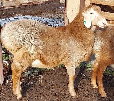 Баран, овца: Продаю | Ягненок, Баран (самец) | Для разведения | Племенные, Осеменитель — 13