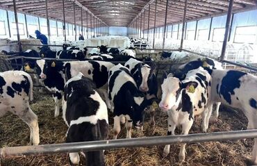 дойныйе коровы: Продам Бычки телята тёлки ангус сементал герефорд аулеколь голштейн