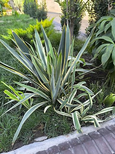 юка маленькая: Юкка нитчатая (Yucca filamentosa) пестролистная, садовая форма — 3
