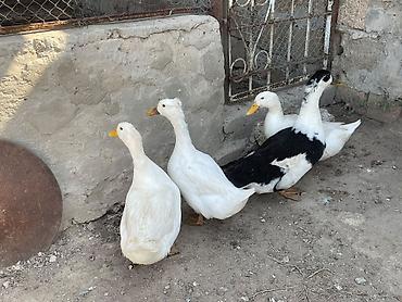 Pekin Ordekleri Satilir 3 disi 1erkek 6 Ayliq heyvanlardi lalafo.az -da Pekin Ordekleri Satilir 3 disi 1erkek 6 Ayliq heyvanlardi