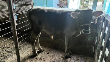 продажа домашних животных: Продаю | Бык (самец) | Швицкая | Для разведения | Искусственник