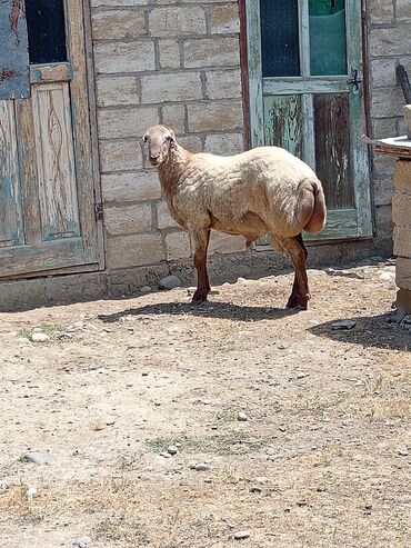 ağ dovşan: 1 ədəd. damazlıq. qoç. xam sisek. satlir. 670 M. razılaşmaq