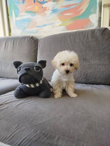 Psi: Bišon pudla štenci Štenci bi-pu, kombinacija bišon-pudla, stari 2 — 12