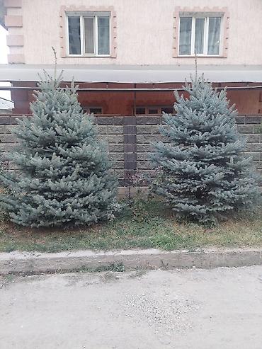 Товары и оборудование для с/х животных: Брудеры для цыплят. КЛЕТКА для цыплят. Цена 4800 сом. Размеры. длина — 19