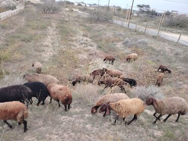Qoyunlar, qoçlar: Qala cinsi qoyunlar razılaşma yolu ilə — 8