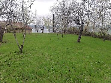 Torpaq sahələrinin satışı: Kənd təsərrüfatı — 5