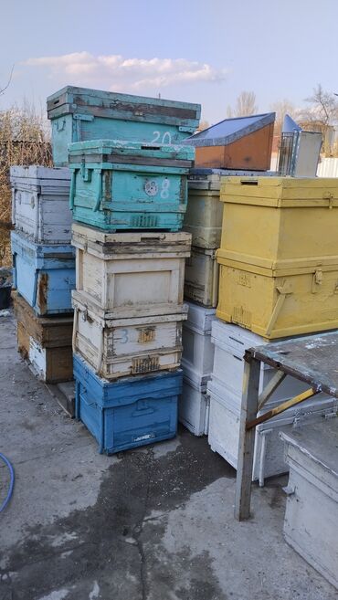 улья для пчел: Продаю улья, лежак 8 штук 1500 сом/штук . дадан два корпуса 5 штук