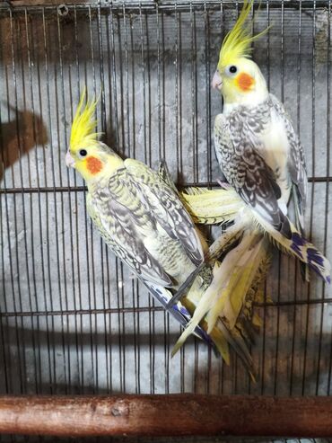 Tutuquşları: Salam. ENDİRİMLƏR🦜🐦 DANIŞAN VƏ DANIŞMAGA HAZİR OLAN QUŞLAR — 6