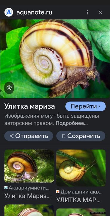 продажа аквариума: Куплю 100 - 150 сом