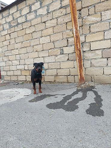 alman coban iti balası: Rotveyler, 2 il, Dişi, Peyvəndli — 3