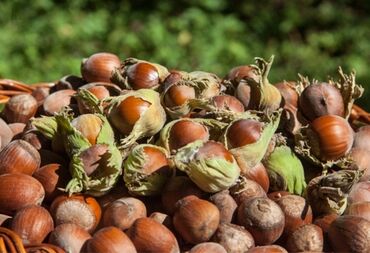 Обучение, курсы: 🎁🌰Hörmətli alıcılar, Qəbələ ərazisindən yığılmış fındıqları