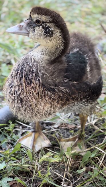 Ördəklər: Muscovy ördəyi (indoutka) – qarışıq qara-ağ lələklər, qırmızı karnizli — 10