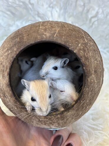 Хомяки: Продаются хомячки джунгарские, сирийские, ангорские пушистые хомячки — 20