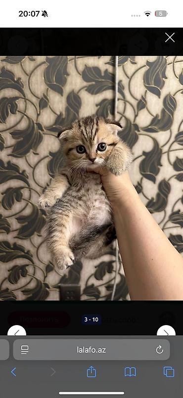 Pişiklər: Şotland yastı qulaq, Erkək, Dişi, Yaxşı əllərə, Pulsuz çatdırılma, Ödənişli çatdırılma, Ünvandan götürmə — 2