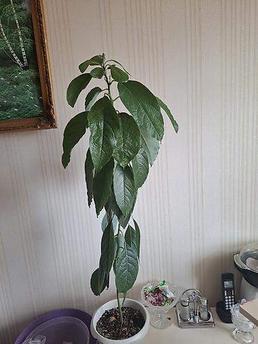 Деревья: Avocado ağacı — 1