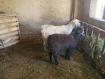 Продам с/х животных: Продаю | Козёл (самец), Козлёнок | Полукровка | На забой | Племенные — 4