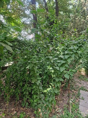 сирийский: Сирийский гибискус (Hibiscus syriacus) — декоративный листопадный — 5