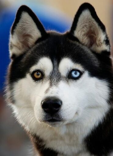 купить щенка хаски в бишкеке: Продаю собаку порода хаски сибирская кабель