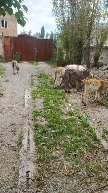 купить цыплят с птицефабрики: Продаю | Бык (самец), Музоо, торпок | Полукровка, Алатауская, Швицкая | На забой, Для разведения | Искусственник
