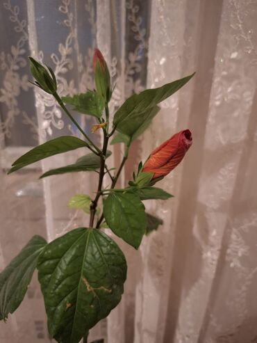dəmir tikanı bitkisi: Dibçək gülü
kitayski roza