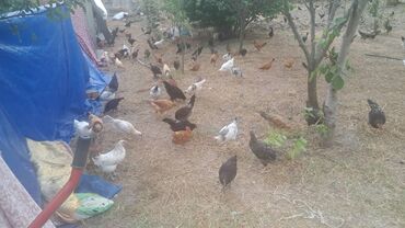 Təmiz kənd çolpaları satılır. Ətlik və damazlıq. Təmiz əti hal-hazırda