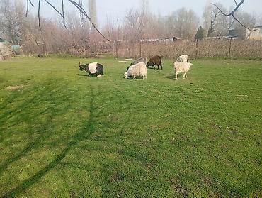 Козы, козлы: Продаю | Коза (самка), Козлёнок | Полукровка, Зааненская | На забой, Для разведения, Для молока | Племенные, Котные — 7